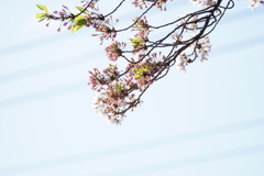 忘れ桜