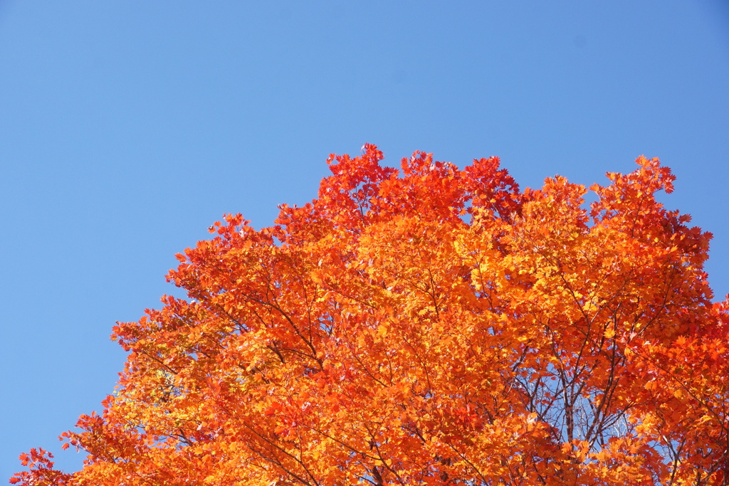 大楓　乗鞍高原にて　2