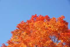 大楓 乗鞍高原にて 2 大楓 乗鞍高原にて 2