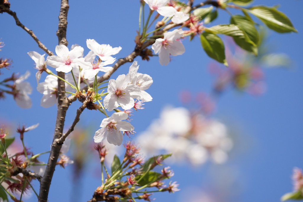 なごり桜　3