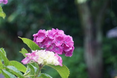 雨に濡れた紫陽花　6