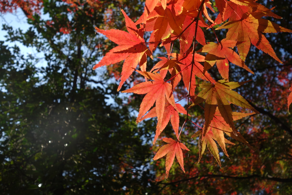 公園の紅葉　③