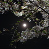 桜と月　1