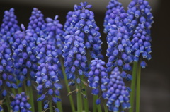 ムスカリの花