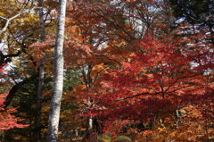 軽井沢の紅葉