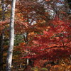 軽井沢の紅葉