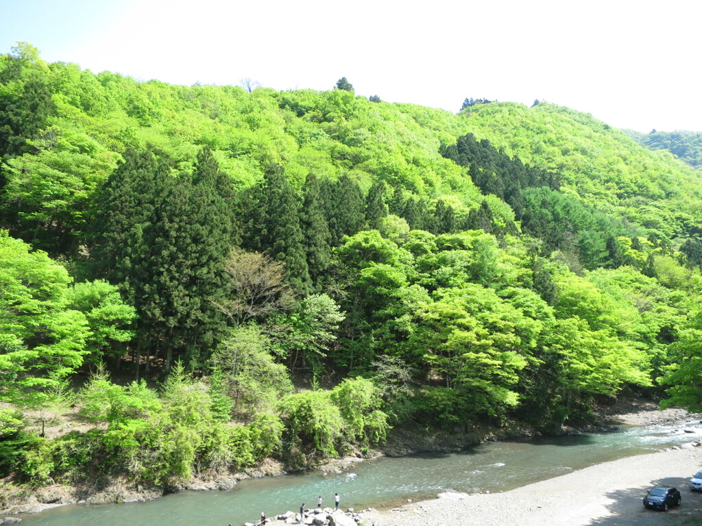 新緑　３　道の駅上野村にて