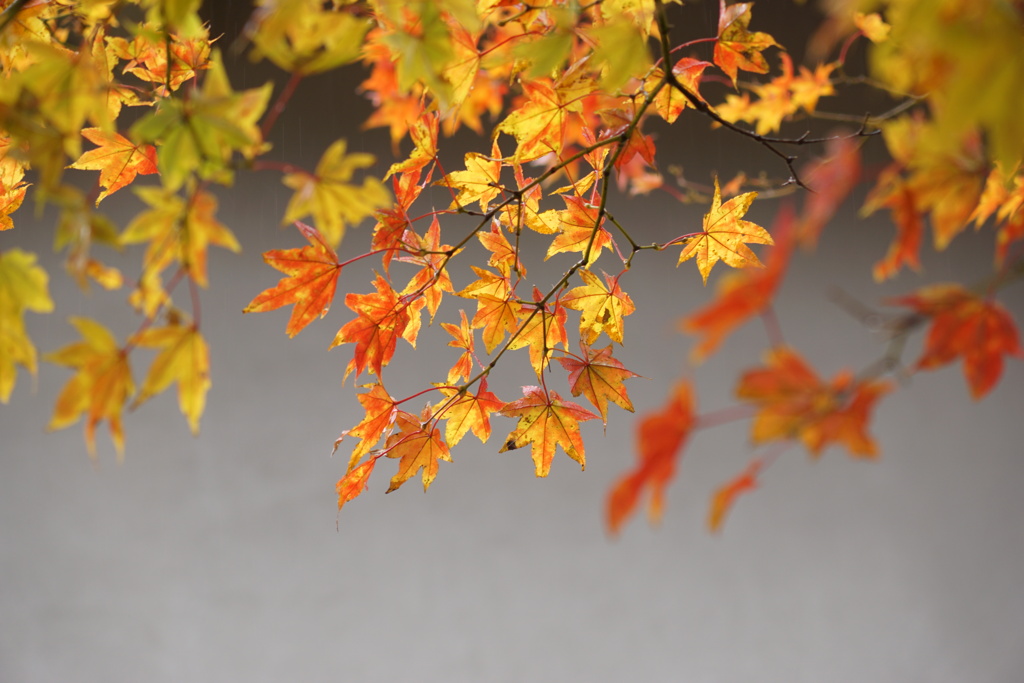 箱根・芦ノ湖で見つけた紅葉　2