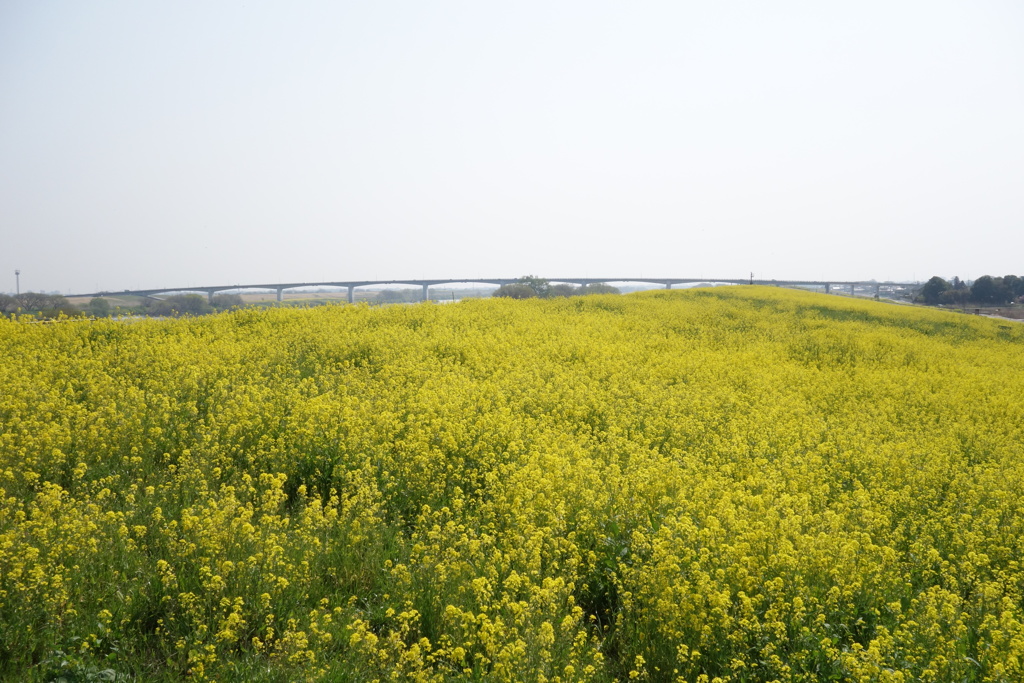 菜の花と橋