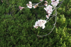 桜　今朝開く