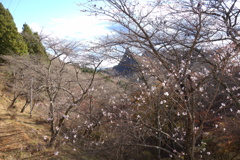 妙義山で見つけた冬桜