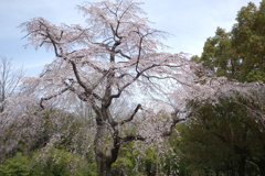 公園の桜　1