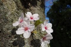 桜・輝き・ラスト