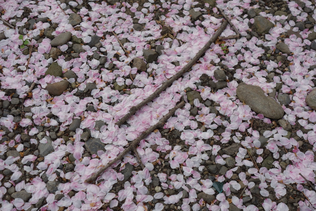 桜散り、集まる