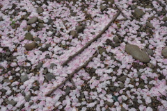 桜散り、集まる