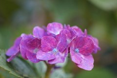 紫陽花　旬