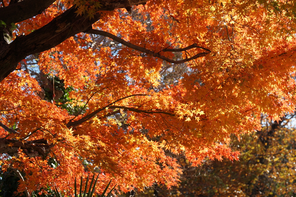 紅葉　古木