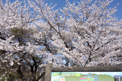 桜景色　ぐりーんふらわー牧場大胡にて