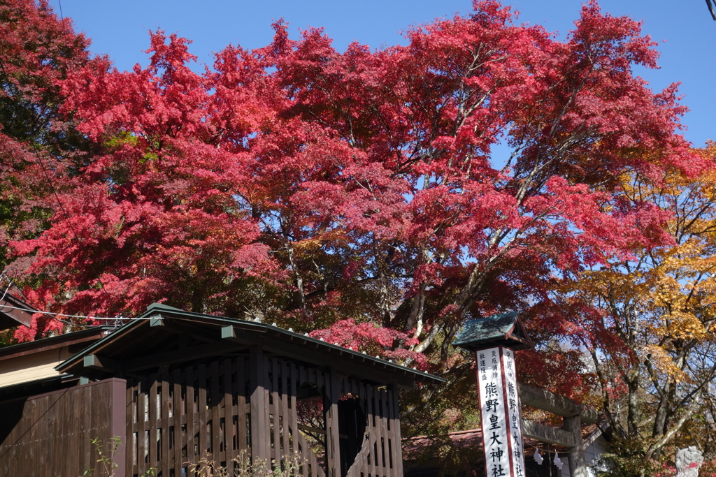 軽井沢　熊野神社の紅葉