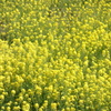 菜の花　利根川サイクリングロードにて　2