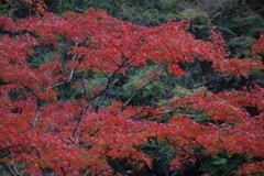 金蔵落しの渓流　紅葉　1