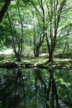 水に映る景色　