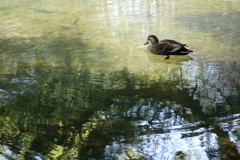 水鳥　休息のひと時