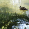 水鳥　休息のひと時