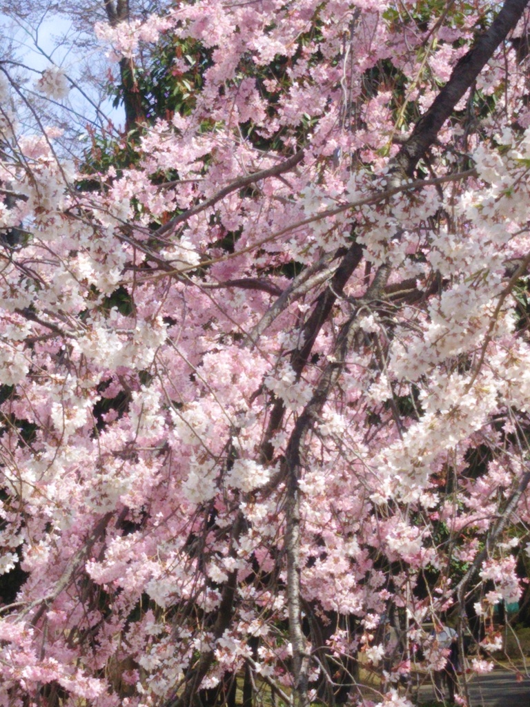桜  繚乱