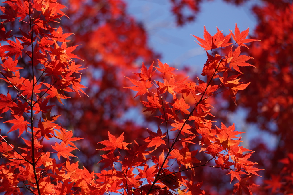 紅に染まる