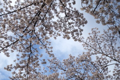 今朝の桜　3