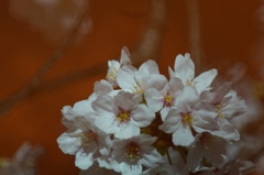 夜桜　2
