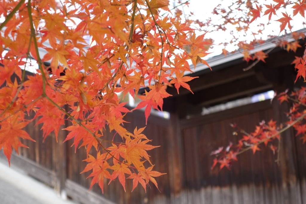 伊香保温泉街　紅葉　4