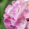 紫陽花　3