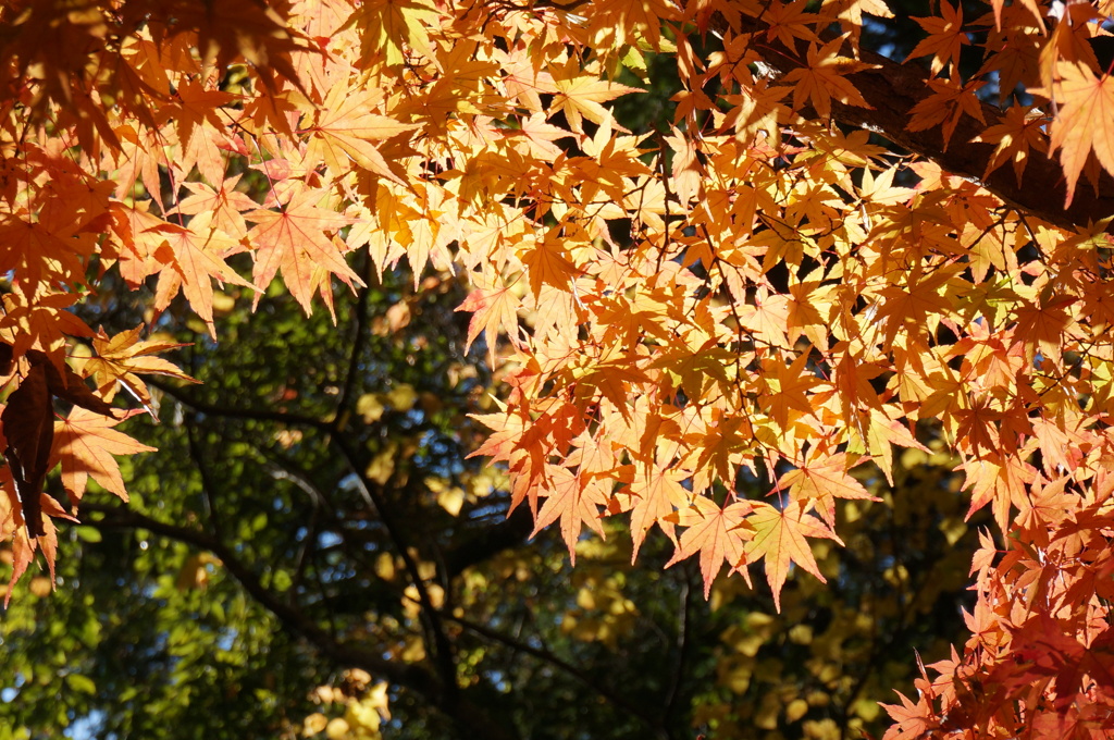 輝く紅葉