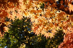 輝く紅葉