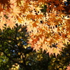 輝く紅葉