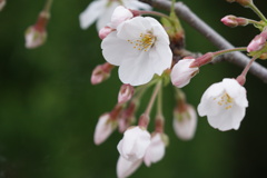 近所の桜　2
