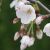 近所の桜　2