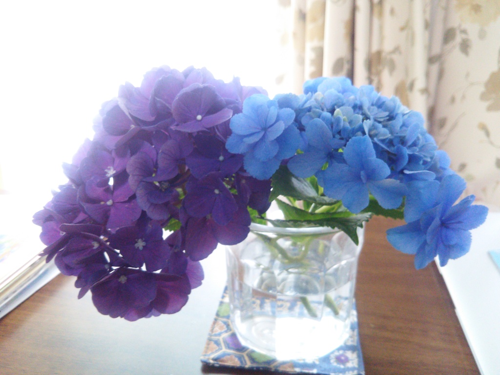 部屋の紫陽花