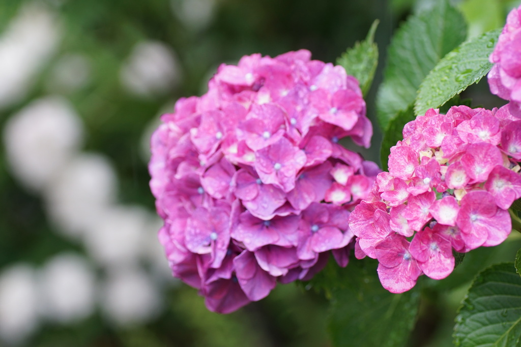 庭の紫陽花　4