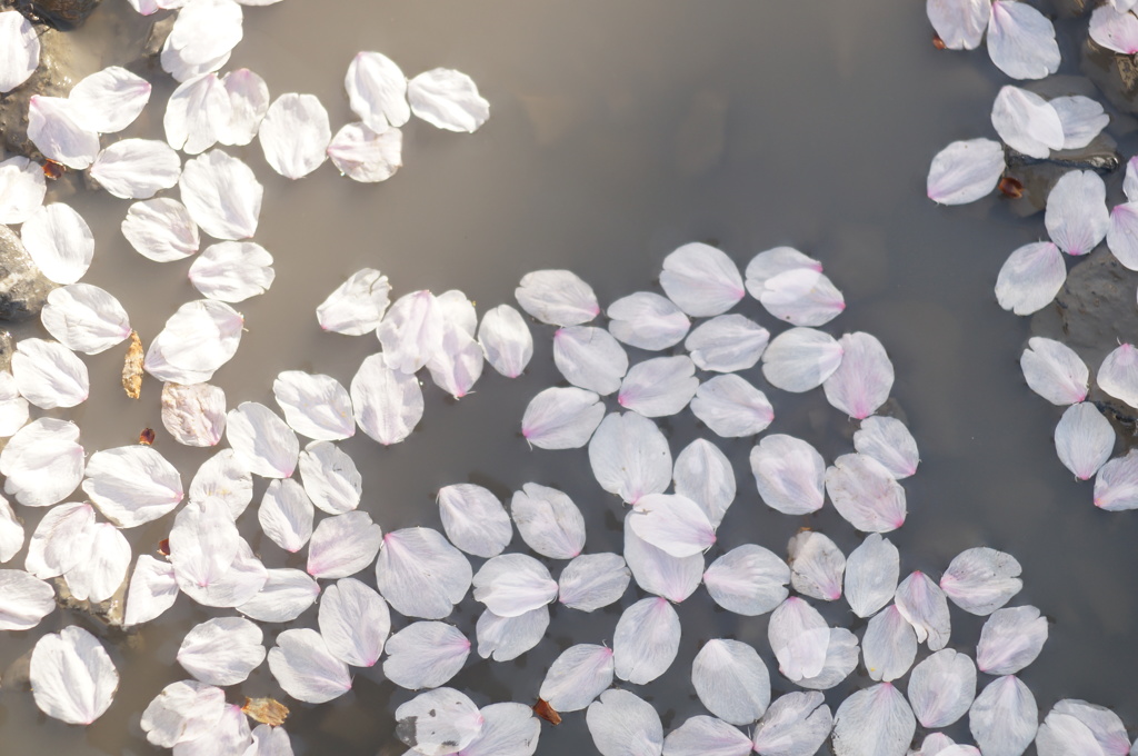 桜　散り行くさだめ