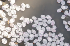 桜　散り行くさだめ