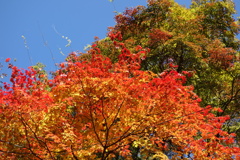 伊香保の紅葉　河鹿橋にて　4