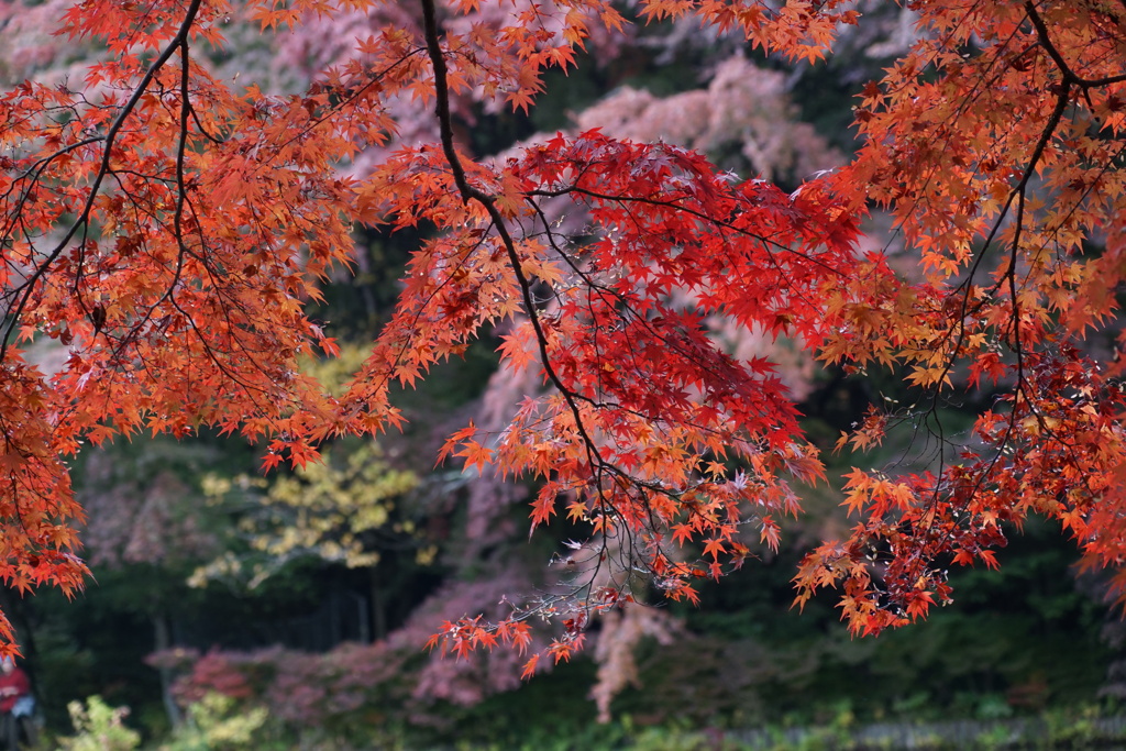 軽井沢　雲場池の紅葉　4
