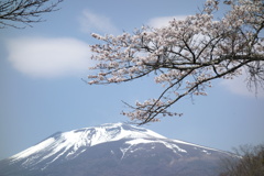 桜と浅間山　2