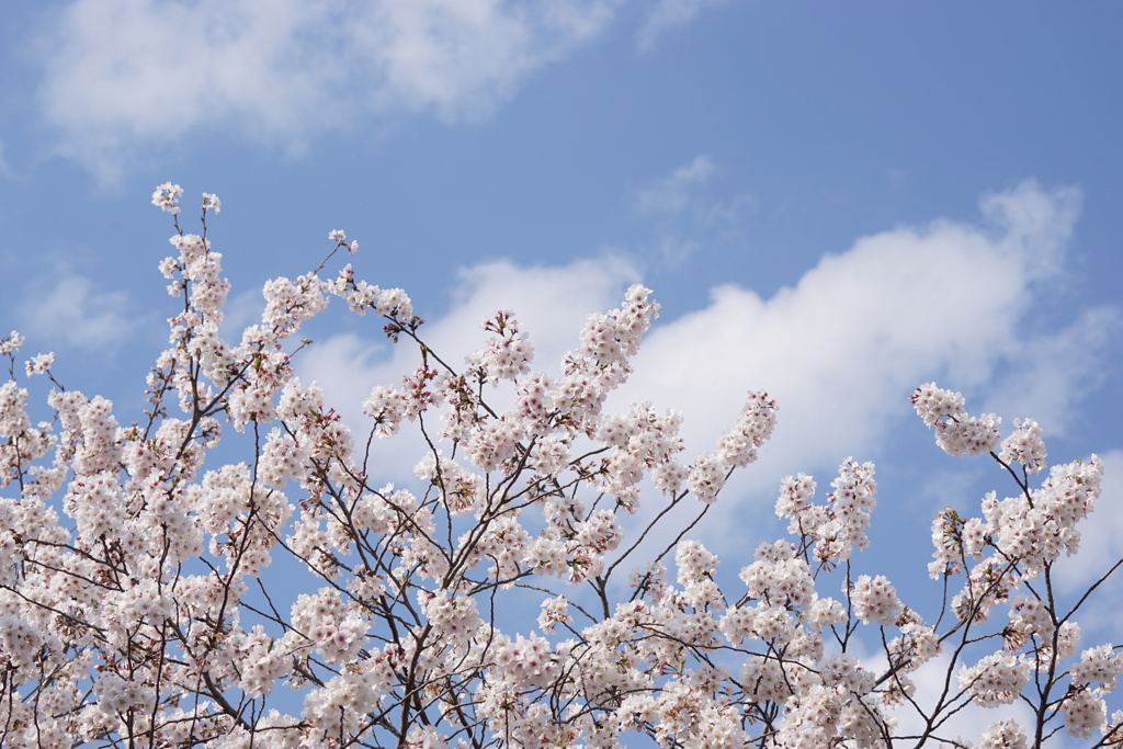 桜と雲と青い空　2