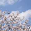 桜と雲と青い空　2