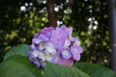今朝の紫陽花