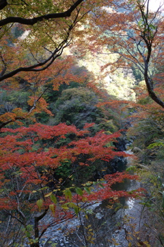 金蔵落しの渓流